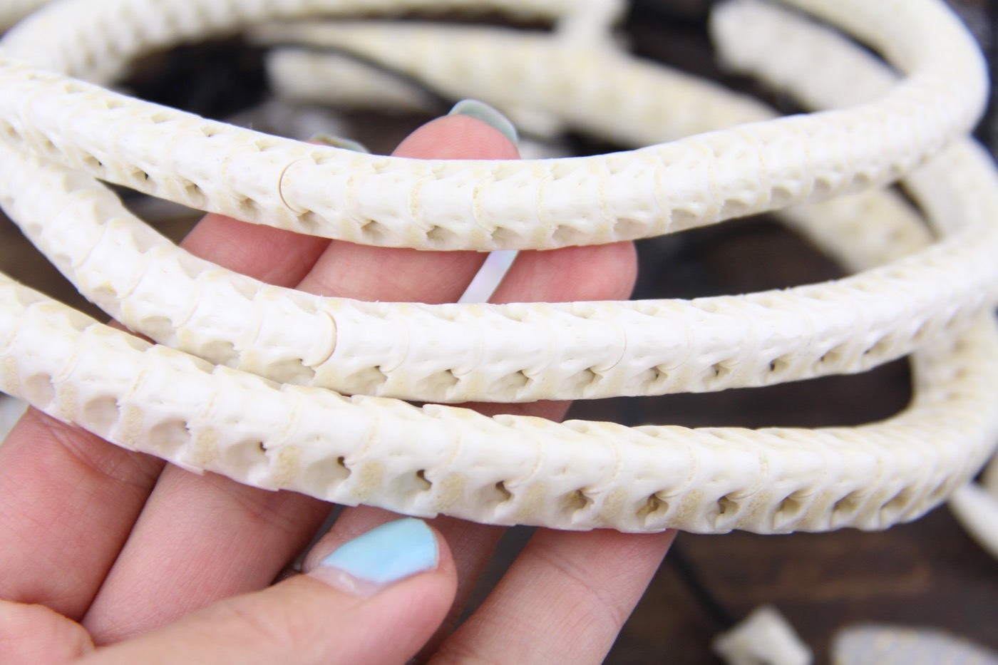 Serpentine: Real White Snake Vertebrae Beads, Approx. 11x10mm
