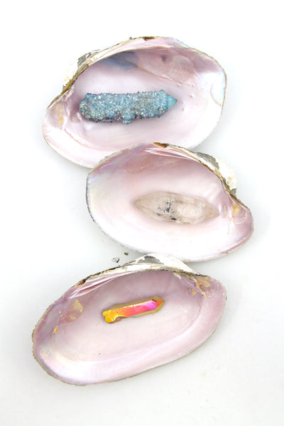 Pink Heelsplitter Shell: Pink Nacre Seashell, Jewelry or Trinket Dish