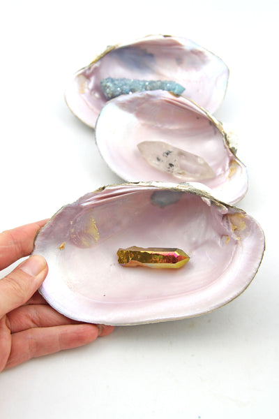 Pink Heelsplitter Shell: Pink Nacre Seashell, Jewelry or Trinket Dish